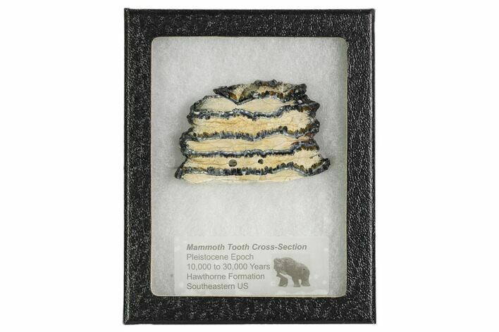 Mammoth Molar Slice With Case - South Carolina #106538